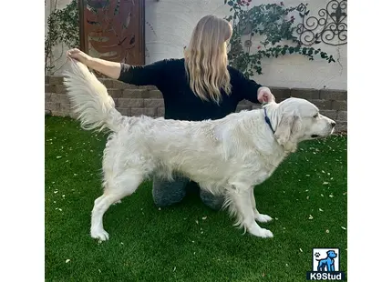 a person sitting on a couch with a golden retriever dog